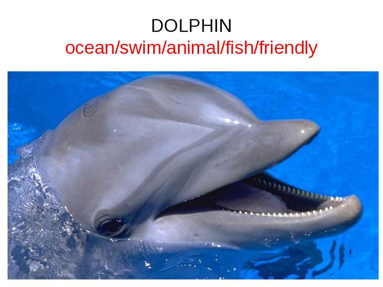 DOLPHIN ocean/swim/animal/fish/friendly