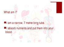 What am I? I am a narrow, 7 metre long tube. I absorb nutrients and put them ...