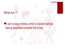 What am I? I am a bag where urine is stored before being expelled outside the...