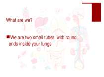 What are we? We are two small tubes with round ends inside your lungs.