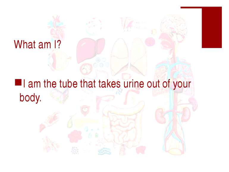What am I? I am the tube that takes urine out of your body.