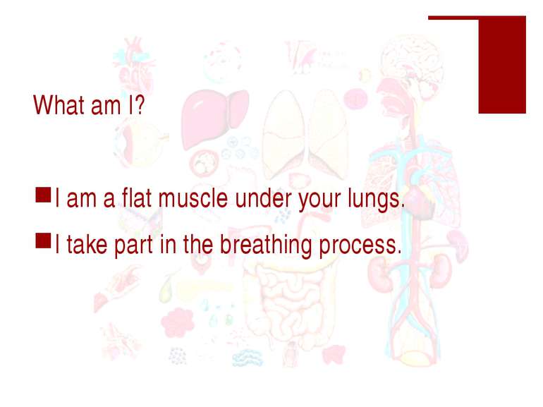 What am I? I am a flat muscle under your lungs. I take part in the breathing ...