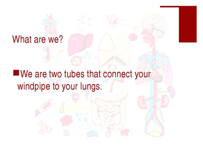 What are we? We are two tubes that connect your windpipe to your lungs.