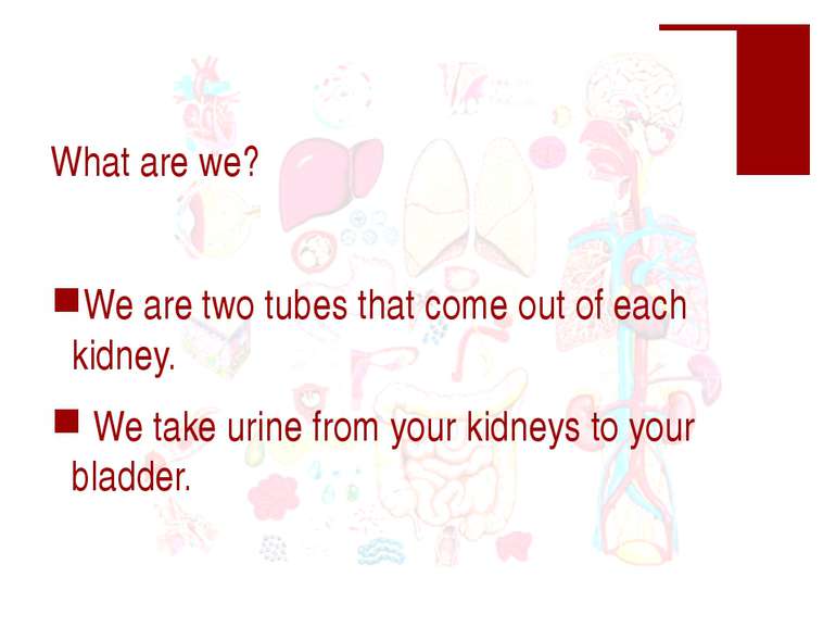 What are we? We are two tubes that come out of each kidney. We take urine fro...