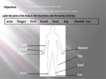 Label the parts of the body in this illustration with the words in the box Kn...