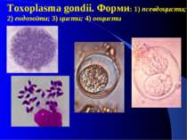 Toxoplasma gondii. Форми: 1) псевдоцисти; 2) ендозоїти; 3) цисти; 4) ooцисти