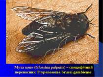 Муха цеце (Glossina palpalis) – специфічний переносник Trypanosoma brucei gam...