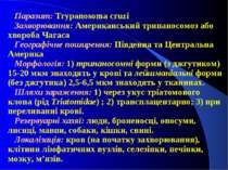 Паразит: Trypanosoma cruzi Захворювання: Американський трипаносомоз або хворо...