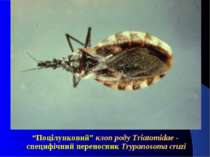 “Поцілунковий” клоп роду Triatomidae - специфічний переносник Trypanosoma cruzi