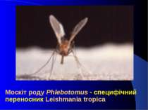 Москіт роду Phlebotomus - специфічний переносник Leishmania tropica