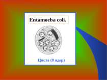 Entamoeba coli. Циста (8 ядер)