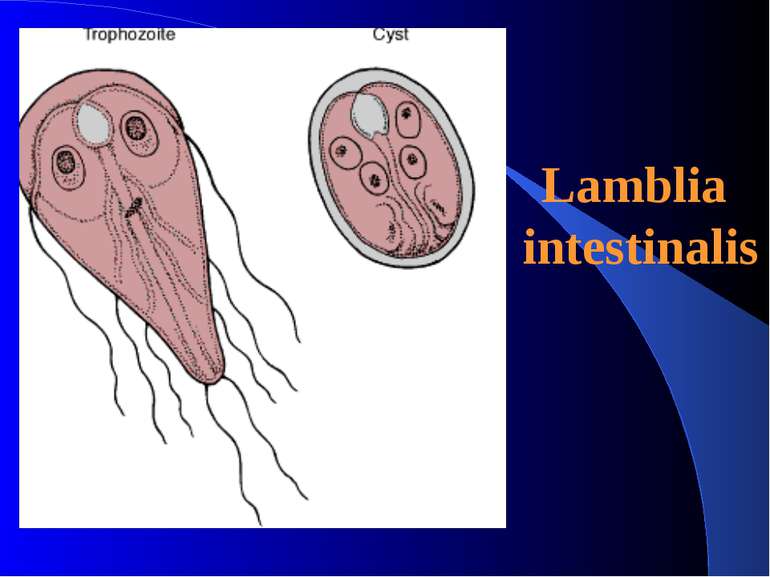 Lamblia intestinalis