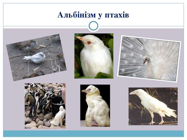 Альбінізм у птахів