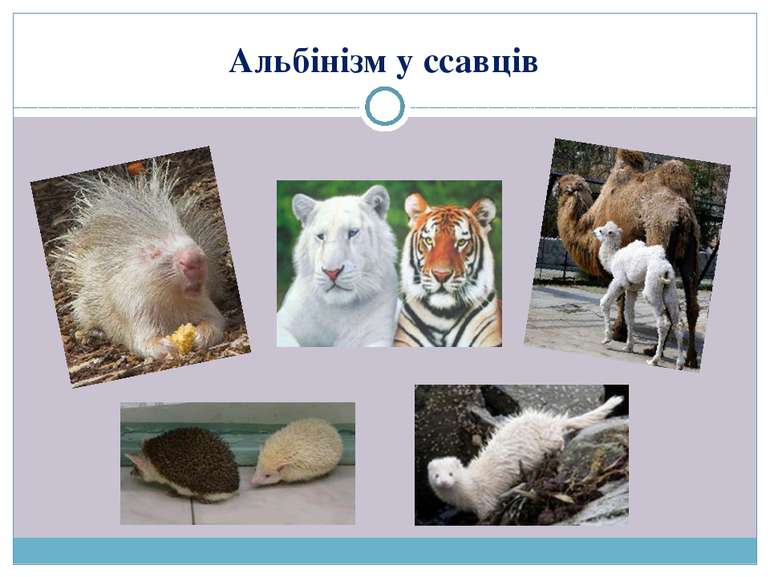 Альбінізм у ссавців