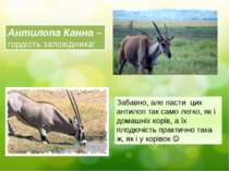 Антилопа Канна – гордість заповідника! Забавно, але пасти цих антилоп так сам...