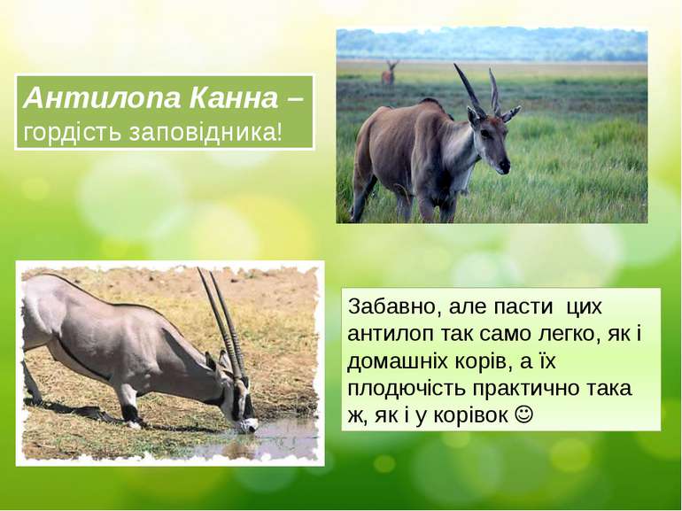 Антилопа Канна – гордість заповідника! Забавно, але пасти цих антилоп так сам...