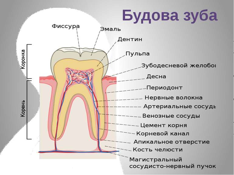 Будова зуба