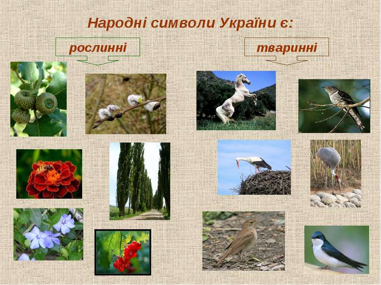 Народні символи України є: рослинні тваринні