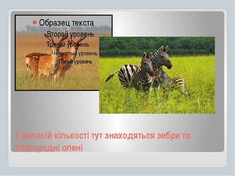 У великій кількості тут знаходяться зебри та благородні олені