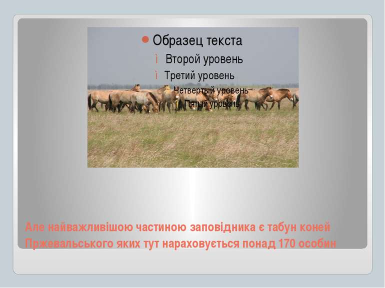 Але найважливішою частиною заповідника є табун коней Пржевальського яких тут ...