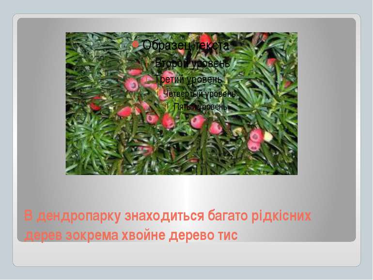 В дендропарку знаходиться багато рідкісних дерев зокрема хвойне дерево тис
