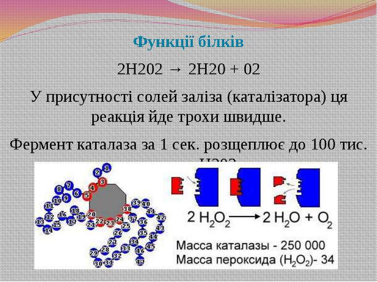 Функції білків 2Н202 → 2Н20 + 02 У присутності солей заліза (каталізатора) ця...