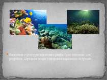 Вивчення структури коралових рифів було основою для розробки Дарвіном теорії ...