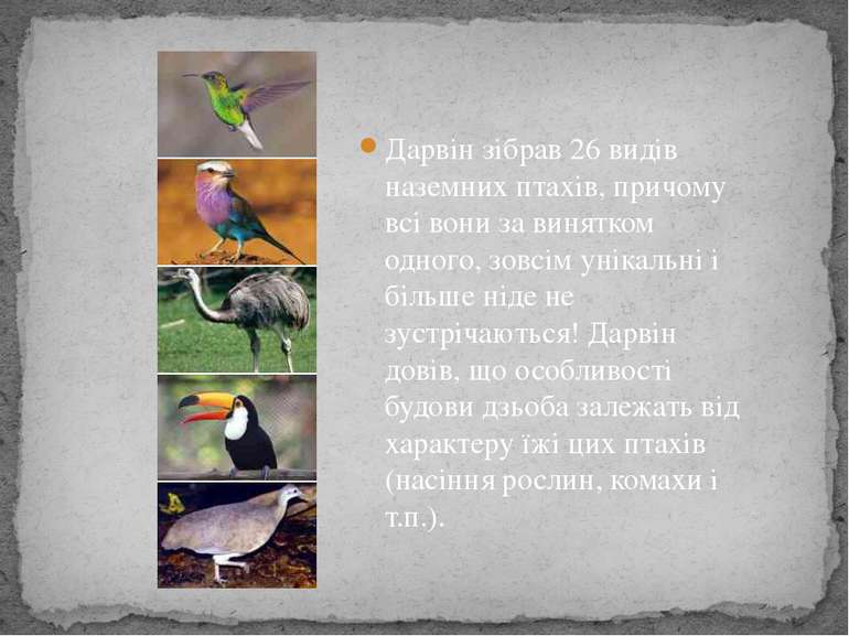 Дарвін зібрав 26 видів наземних птахів, причому всі вони за винятком одного, ...