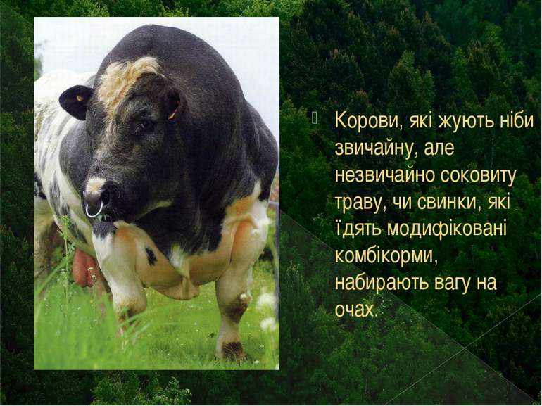 Корови, які жують ніби звичайну, але незвичайно соковиту траву, чи свинки, як...
