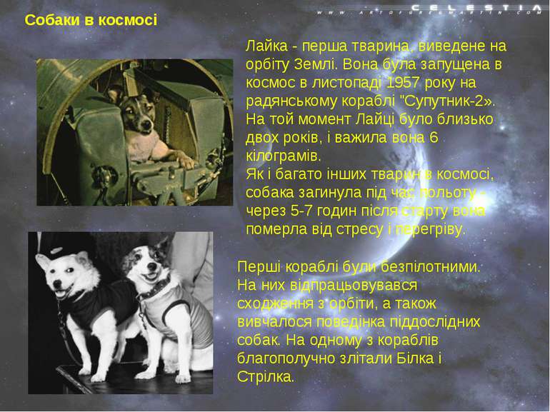 Собаки в космосі Лайка - перша тварина, виведене на орбіту Землі. Вона була з...