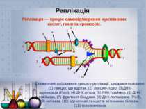 Реплікація — процес самовідтворення нуклеїнових кислот, генів та хромосом. Сх...