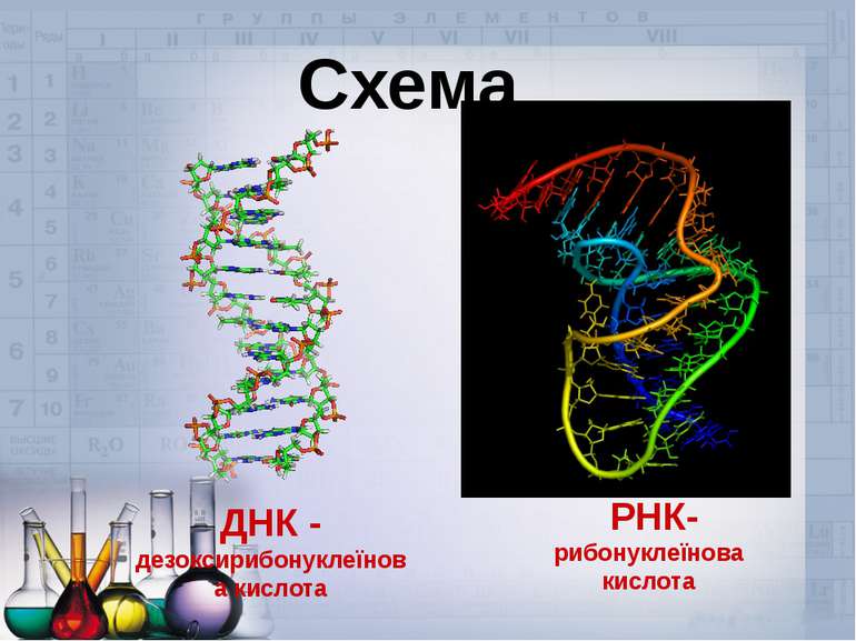 Схема ДНК - дезоксирибонуклеїнова кислота РНК-рибонуклеїнова кислота