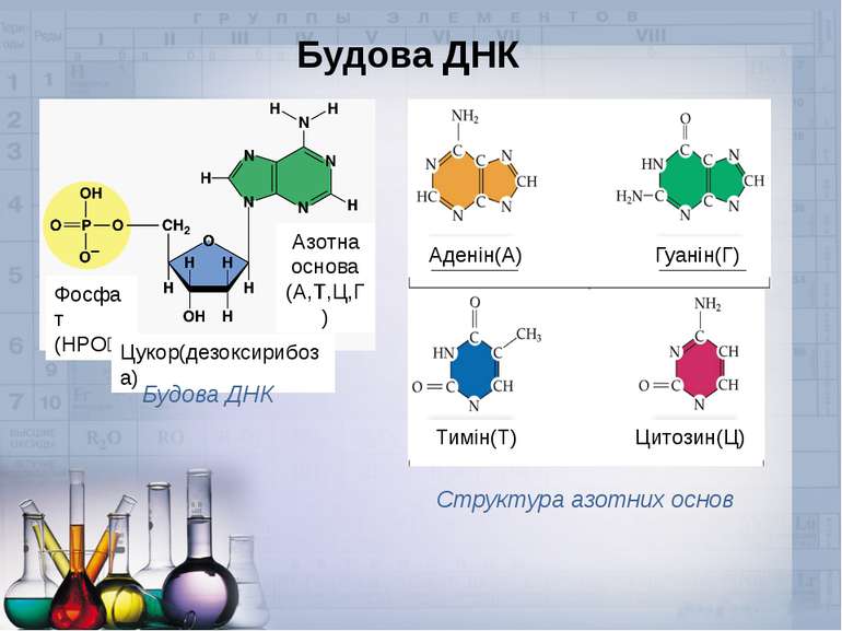 Будова ДНК Фосфат (НРО₄) Цукор(дезоксирибоза) Азотна основа (А,Т,Ц,Г) Будова ...