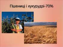 Пшениці і кукурудзі-70%
