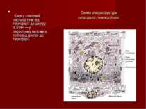 Схема ультраструктури гепатоцита і гемокапіляра  Кров у класичній часточці те...