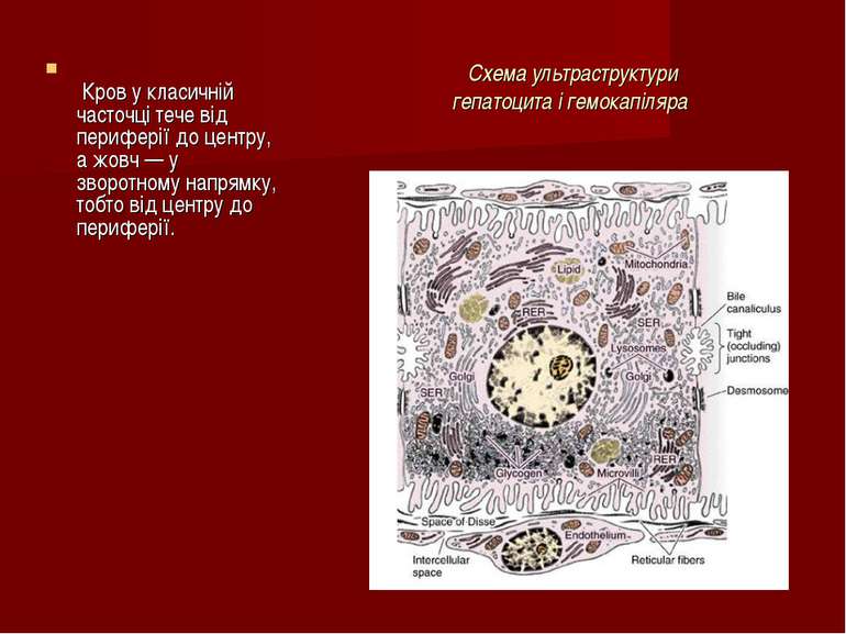 Схема ультраструктури гепатоцита і гемокапіляра  Кров у класичній часточці те...