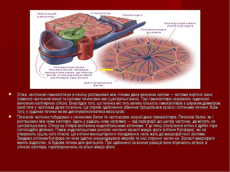 Отже, часточкові гемокапіля ри в печінці розташовані між гілками двох венозни...