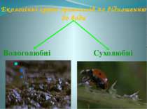 Екологічні групи організмів по відношенню до води Вологолюбні Сухолюбні