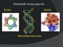 Хімічний склад вірусів. Білки Ліпіди Нуклеїнові кислоти.