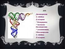 ДНК Дволанцюгова 1) лінійна; 2) кільцева безперервна; частково дволанцюгова; ...