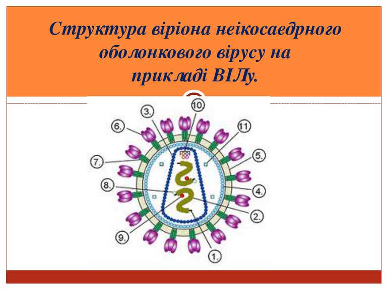 Структура віріона неікосаедрного оболонкового вірусу на прикладі ВІЛу.