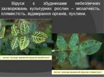 Віруси є збудниками небезпечних захворювань культурних рослин – мозаїчність, ...