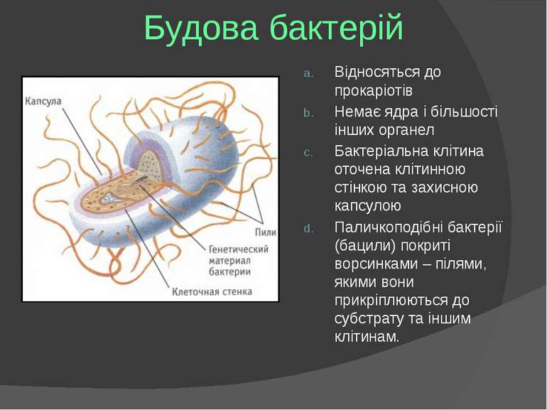 Будова бактерій Відносяться до прокаріотів Немає ядра і більшості інших орган...