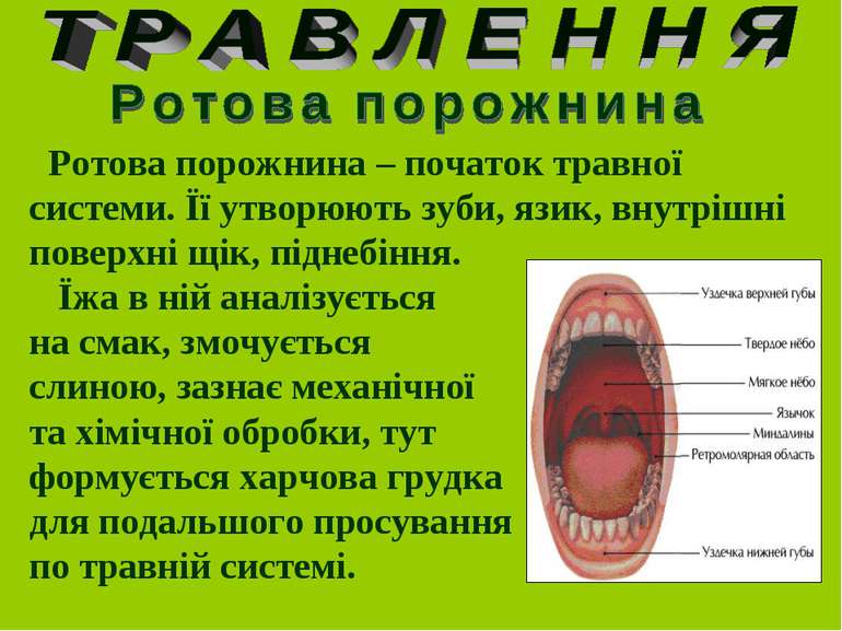 Ротова порожнина – початок травної системи. Її утворюють зуби, язик, внутрішн...