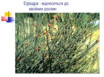 Ефедра - відноситься до хвойних рослин