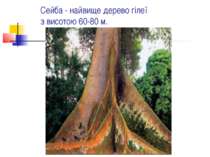 Сейба - найвище дерево гілеї з висотою 60-80 м.