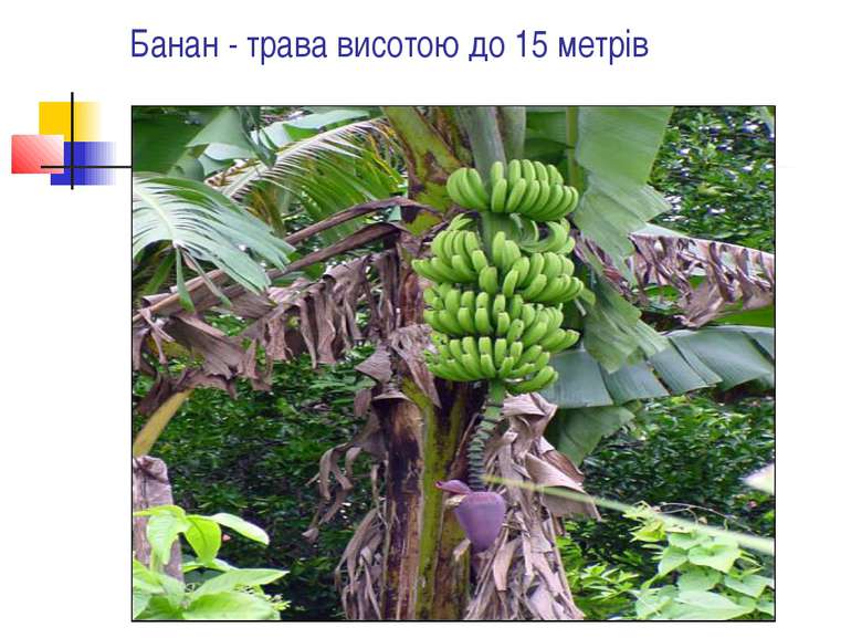 Банан - трава висотою до 15 метрів