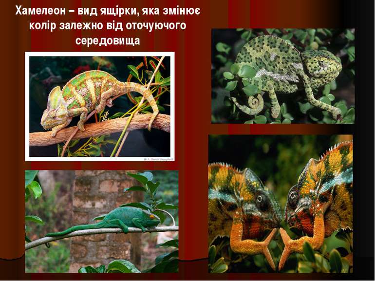 Хамелеон – вид ящірки, яка змінює колір залежно від оточуючого середовища