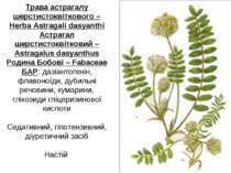 Трава астрагалу шерстистоквіткового – Herba Astragali dasyanthi Астрагал шерс...