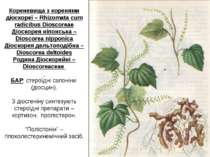 Кореневища з коренями діoскореї – Rhizomata cum radicibus Dioscoreae Діoскоре...